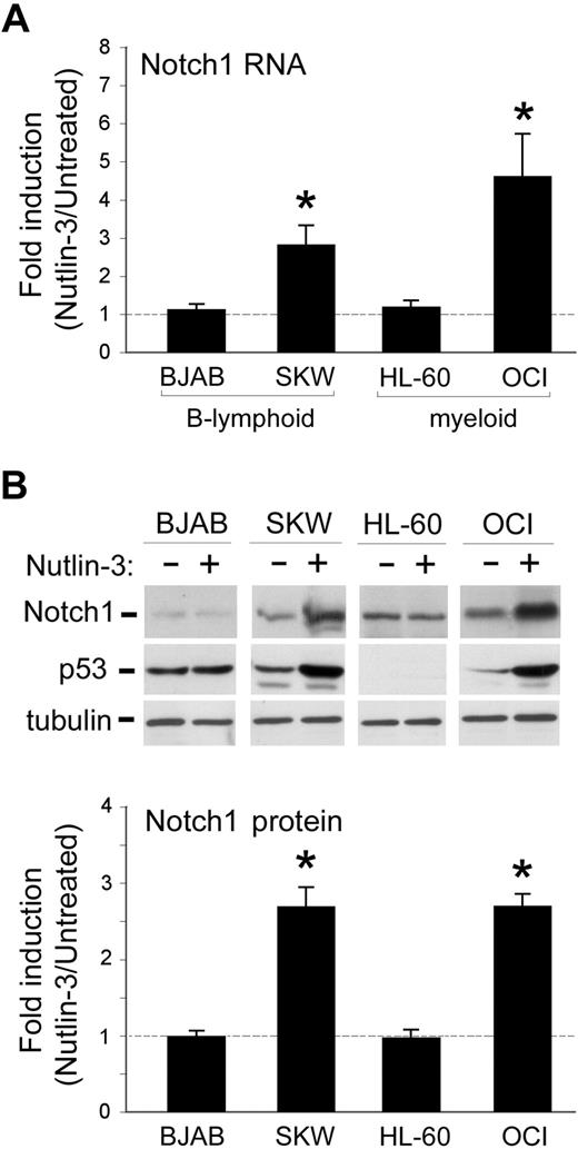 Figure 1. Effect of Nutlin-3 on Notch1 mRNA expression levels in leukemic cell lines. B-lymphoid (BJAB and SKW6.4) and myeloid (HL-60 and OCI) leukemic cells were either left untreated or exposed for 24 hours to Nutlin-3 (10 μM). Levels of Notch1 mRNA and protein were analyzed by quantitative RT-PCR (A) and Western blot analysis (B), respectively. (A) For each cell line, after normalization to the level of GAPDH mRNA, results were expressed as fold of Notch1 mRNA induction in Nutlin-3–treated cultures with respect to the control untreated cultures. Data are reported as means ± SD of results from 3 to 5 independent experiments each performed in duplicate. (B) The levels of Notch1 and of p53 proteins were assessed by Western blot analysis in cell lysates. Tubulin staining is shown as a loading control. Representative examples of Western blot results of 5 independent experiments are shown. After densitometric analyses, results were expressed as fold of Notch1 protein induction in Nutlin-3–treated cultures with respect to the control untreated cultures. Data are reported as means plus or minus SD of results from 5 independent experiments. *P < .05 with respect to untreated cells.