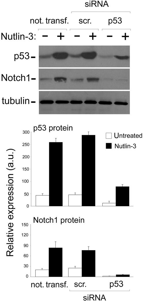 Figure 2. Effect of TP53 silencing on the ability of Nutlin-3 to up-regulate Notch1 in leukemic cell lines. OCI cells were either not transfected or transfected with control scrambled (scr) siRNA or p53 siRNA before treatment with Nutlin-3 (10 μM), as indicated. Levels of p53 and Notch1 proteins were assessed by Western blot analysis of cell lysates; tubulin staining is shown as loading control. Representative examples of Western blot results of 3 independent experiments are shown. After densitometric analyses, p53 and Notch1 protein levels were expressed as arbitrary units (au). Data are reported as means ± SD of results from 3 independent experiments.