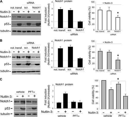 Figure 3. Effects of Notch1 silencing and of inhibition of p53 transcriptional activity on Nutlin-3–mediated cytotoxicity in leukemic cell lines. (A,B) OCI and SKW6.4 cells were either not transfected or transfected with control scrambled (scr) siRNA or Notch1 siRNA before treatment with Nutlin-3 (10 μM), as indicated. (C) SKW6.4 cells were preincubated either with control vehicle or with PFTα (25 μM) before treatment with Nutlin-3 (10 μM). Levels of Notch1 and p53 proteins were assessed by Western blot analysis of cell lysates; tubulin staining is shown as loading control. Representative examples of Western blot results of 3 independent experiments for each cell line are shown. After densitometric analyses, for each of the indicated experimental conditions, results were expressed as fold of Notch1 protein induction in Nutlin-3–treated cultures with respect to the untreated cultures. Data are reported as means ± SD of results from 3 independent experiments. In parallel, cell viability in Nutlin-3–treated cells was calculated as percentage with respect to the untreated cultures in each of the indicated experimental conditions. Data are reported as means ± SD of results from 3 independent experiments. A,B: *P < .05 with respect to either cells transfected with a scrambled (scr) control siRNA or cells not transfected. C: *P < .05 with respect to Nutlin-3–treated cells.