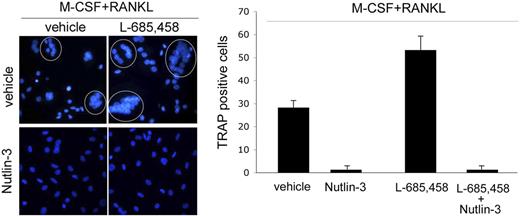 Figure 6. Effect of Nutlin-3 and L-685,458, used alone or in combination, on osteoclastic differentiation. Adherent PBMCs were cultured in presence of M-CSF + RANKL for 12 days, in the absence or presence of Nutlin-3 and/or L-685,458. After 12 days, cultures were analyzed for osteoclastic differentiation. Representative fluorescence microscopy fields of osteoclastic cultures, treated as indicated, are shown in the left panel. DAPI-stained nuclei of polynucleated osteoclasts are circled. Original magnification: ×400; 40×/0.75 NA objective. In the right panel, osteoclastic differentiation was quantified by scoring the number of TRAP-positive multinucleated cells, containing 3 or more nuclei. Data represent the means ± SD of 4 different experiments.