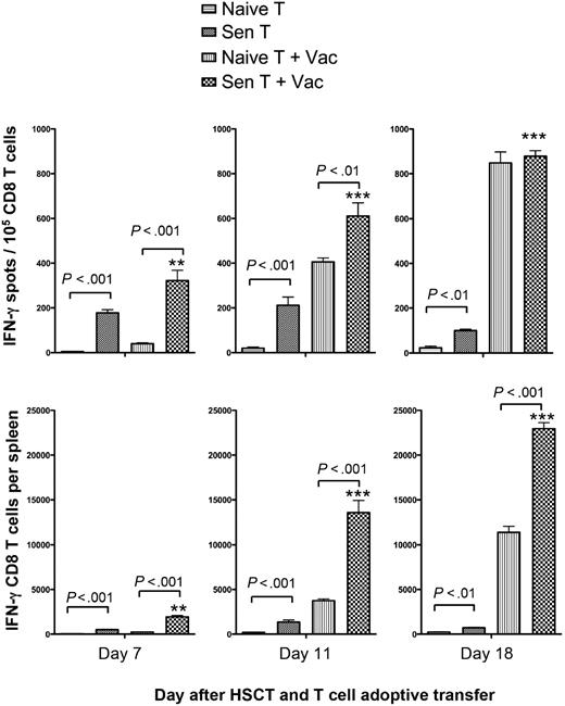 Figure 2. Posttransplantation vaccination significantly increased frequencies and absolute numbers of tumor-reactive CD8 T cells in the spleens of treated mice. Tumor-bearing A/J mice received transplants of syngeneic BM cells plus 6 × 106 T cells from naive (Naive T) or pre-vaccinated (Sen T) donor mice. Some mice were treated on days 2, 7, and 14 after HSCT with the AGN2a-4P vaccine (Vac). On days 7, 11, and 18 after HSCT (5 days after first, 4 days after second, and 4 days after third vaccine), spleens were harvested and CD8 T cells isolated by immunomagnetic sorting. The CD8 cells were assayed in IFN-γ ELISPOT assays with tumor cell stimulators to determine tumor-reactive IFN-γ–secreting cell frequencies and absolute numbers. The data are from 1 of 3 replicate experiments, and the CD8 T cells were isolated from the pooled splenocytes of 3 mice. **P < .01; ***P < .001 when Sen T results were compared with Sen T + Vac results at the indicated times.