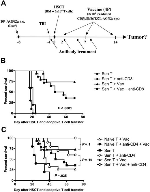 Figure 4. CD8 T cells were required for antitumor efficacy, while the role of CD4 T cells depended upon the source of adoptively transferred T cells. (A) Experimental design for these studies: A/J mice were treated as depicted in Figure 1A, some mice were treated with in vivo–depleting anti-CD8 or anti-CD4 mAb (250 μg intraperitoneal) on days −1, 2, 5, and 8 before and after HSCT. (B) Depletion of CD8 cells in hosts given adoptive T-cell transfer with tumor-sensitized T cells resulted in significantly decreased tumor-free survival rates (P < .0001) compared with historical treatment groups from Figure 1D (Sen T and Sen T + Vac). (C) Depletion of CD4 cells in hosts given naive T-cell transfer resulted in significantly worse tumor-free survival compared with a historical group from Figure 1D (Naive T + Vac; P = .035). Depletion of CD4 cells in hosts given tumor-sensitized T cells resulted in better tumor-free survival compared with historical treatment groups from Figure 1D (Sen T and Sen T + Vac). The survival differences between the nonvaccinated and vaccinated groups did not reach statistical significance. The data for the antibody-treated groups represents the combined results of 2 to 3 independent experiments, except for the Naive T + anti-CD4 + Vac group, which is from 1 experiment. Each group consisted of 5 to 15 total mice.
