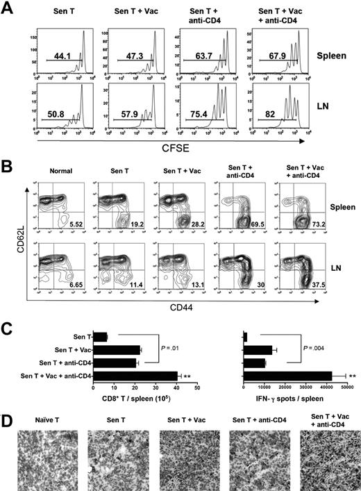 Figure 5. CD4 cell depletion enhanced the expansion and differentiation of transferred tumor-sensitized CD8 T cells. (A) CFSE staining profiles of gated CD8 cells isolated from the spleens (top panels) or lymph nodes (LN; bottom panels) from groups of tumor-bearing mice treated with 6 × 106 CFSE-labeled tumor-sensitized CD8 T cells (Sen T), AGN2a-4P vaccine (Vac), or anti-CD4 mAb treatment. The anti-CD4 mAb was administered 1 day before HSCT, and the AGN2a-4P vaccine was given 2 days after HSCT. Cells were harvested for flow cytometric analysis 4 days after HSCT. (B) Splenocytes (top panels) or LN (bottom panels) were collected from recipient mice 14 days after adoptive transfer and stained with fluorescently labeled anti-CD8, anti-CD44, and anti-CD62L mAbs. Shown are 2-color flow cytometric histograms depicting the CD44 (x-axis) and CD62L (y-axis) expression on gated CD8 T cells. Cells from normal, nontransplanted mice were included for comparison. (C) Spleens were collected 11 days after HSCT, CD8 T cell numbers counted (left panel), and absolute numbers of tumor-reactive IFN-γ–secreting CD8 T cells (right panel) were determined. **P < .01 compared with the other treatment groups. (D) Immunohistochemical staining of tumors for infiltrating CD8 T cells. Frozen sections of tumors from the indicated experimental groups were stained with CD8-specific antibody (200× magnification). All results are representative of 2 or 3 separate experiments in which splenocytes and LN cells were pooled from 3 or 4 individual mice.