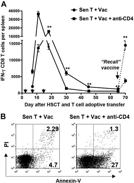 Figure 7. An accelerated loss of tumor-reactive CD8 T cells in CD4-depleted hosts correlated with the failure to generate antitumor T-cell memory. Tumor-bearing mice were treated with TBI, HSCT, tumor-sensitized T-cell transfer, vaccination, and anti-CD4 mAb as depicted in Figure 4A. (A) Spleens were collected on days 7, 11, 18, 30, 45, and 65 after HSCT. The arrowheads indicate the vaccination times (2, 7, and 14 days after HSCT). Some mice were revaccinated (“Recall” vaccine) on day 65 after HSCT, and spleens collected 5 days later. Splenic CD8 T cells were isolated by immunomagnetic sorting and tested for tumor reactivity in IFN-γ ELISPOT assays. The figure shows the absolute numbers of tumor-reactive IFN-γ–secreting CD8 T cells (± SD) per spleen. Experimental values on day 70 after HSCT were adjusted by subtracting background values that were determined from mice given naive T cells at the time of HSCT and a single vaccine 65 days after HSCT. **P < .01. (B) Annexin V staining of CD8 T cells isolated 21 days after HSCT from the indicated groups of mice. The experiment is representative of 3 separate experiments in which splenocytes were pooled from 3 individual mice.