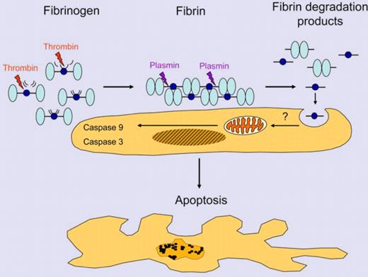 Fibrin is formed by the action of thrombin on fibrinogen releasing fibrinopeptides A and B from the Aα- and Bβ-chains of fibrinogen. Plasmin generated by the plasminogen activators uPA or tPA cleaves fibrin into fibrin degradation products (shown here: D-dimer, light blue, and fragment E, dark blue). Fibrin fragment E is internalized by cells and induces apoptosis of trophoblast cells. Illustration by Thomas Nardelli.