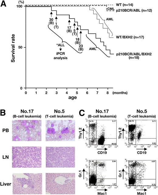 Figure 1. Survival curves and pathologic and flow cytometric analyses of leukemic mice. (A) Survival curves of the mice. The survival curves of WT/BXH2 and p210BCR/ABL/BXH2 are shown by thin and thick continuous lines, respectively, whereas those of BXH2-nonbackcrossed WT and p210BCR/ABL are shown by thin and thick dotted lines, respectively. As for the 6 p210BCR/ABL/BXH2 animals that died in a short latency and exhibited nonmyeloid phenotypes (nos. 30, 1, 17, 5, 18, and 23), the death points are indicated by → and the immunophenotypes of the disease are shown in the parentheses. T indicates T-cell leukemia; and B, B-cell leukemia. (B) Pathologic analysis of the leukemic mice. WG-stained peripheral blood smears (PB) and HE-stained lymph node (LN) and liver slices of a representative mouse for B-cell leukemia (no. 17) or T-cell leukemia (no. 5) are shown. PB smears show proliferation of blast cells and LN specimen shows the destruction of the basal structure by blast cell infiltration. In the liver, blast cells are observed around the vessel and in the sinusoids. (C) Flow cytometric analysis of mice that developed B-cell or T-cell leukemia. Blast cells of no. 17 were positive for CD19 but negative for Thy1.2, Mac-1, and Gr-1 and those of no. 5 were positive for Thy1.2 but negative for CD19, Mac-1, and Gr-1, indicating that they were of B- and T-lymphoid origins, respectively. The percentages of positive cells in each quadrant are shown.