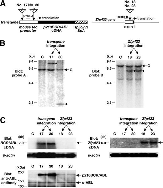 Figure 2. Retrovirus integration sites, genomic rearrangements, and altered gene expressions in mice with B-cell leukemia. (A) Schematic models of retrovirus integration sites. The retrovirus integration sites are indicated by vertical arrows. The left panel illustrates the transgene structure, where the mouse TEC promoter, p210BCR/ABL cDNA, and polyA and splicing signals are shown by dotted, filled, and shaded boxes, respectively. In mice nos. 17 and 30, retroviruses were integrated approximately 1.5-kb and approximately 200-bp upstream of the transcriptional initiation site, respectively. In the right panel, the noncoding and coding regions of Zfp423 exon 1 are shown by blank and filled boxes, respectively. In mice nos. 18 and 23, the viral integration occurred almost in the same site, approximately 100-bp upstream of the translational initiation site. The positions of probes used for Southern blots are also shown. (B) Southern blots to confirm the CISs as major integration sites. Genomic DNAs extracted from the spleen of a control transgenic mouse (C) and tumor tissues of the diseased mice (nos. 17, 30, 18, and 23) were digested with BamHI and blotted with a DNA fragment adjacent to the integration site. Probe A (A) was used for transgene rearrangement (nos. 17 and 30, left panel) and probe B was used for Zfp423 gene rearrangement (nos. 18 and 23, right panel). The positions of germline (G) and rearranged bands are indicated by → and ◀, respectively. Molecular markers are shown on the left. (C) Enhanced expression of p210BCR/ABL in mice nos. 17 and 30 and up-regulated expression of Zfp423 in mice nos. 18 and 23. For detecting p210BCR/ABL message, 20 μg total RNAs extracted from the spleen of a control p210BCR/ABL transgenic mouse (C) and tumor tissues of the diseased mice (nos. 17, 30, 18, and 23) were blotted with p210BCR/ABL cDNA (top left panel) and for detecting Zfp423 message, 3 μg mRNAs from the same tissues were blotted with a part of Zfp423 cDNA (top right panel). The result of β-actin hybridization is shown as an internal control. Molecular markers are shown on the left and the positions of p210BCR/ABL and Zfp423 messages are indicated by →. Enhanced expression of p210BCR/ABL protein in mice nos. 17 and 30 was detected by blotting the proteins extracted from the same tissues with an anti-ABL antibody (bottom left panel). Protein markers are shown on the left and the positions of p210BCR/ABL and c-ABL (145 kDa) are indicated by →.