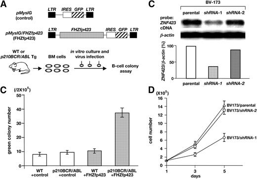 Figure 3. Effects of Zfp423 expression on the colony formation and proliferation of p210BCR/ABL-expressing cells. (A) Schematic structures of the retroviruses and the illustration of the experimental procedure. BM cells were extracted from WT or p210BCR/ABL transgenic mice, infected with empty retrovirus (pMyIG, control) or Flag-HA–tagged Zfp423 (FHZfp423)–expressing retrovirus (pMyIG/FHZfp423, FHZfp423), and subjected to the B-cell colony assay. (B) Results of B-cell colony assay. The mean green colony number of 3 independent experiments for each group (WT+conrol, p210BCR/ABL+control, WT+FHZfp423, and p210BCR/ABL+FHZfp423) is shown with error bars. (C) Suppression of ZNF423 expression by shRNAs. mRNA (5 μg) extracted from the parental BV-173 line and 2 shRNA-introduced sublines (shRNA-1 and shRNA-2) were blotted with a part of the human ZNF423 coding region. β-Actin hybridization was performed as an internal control and the relative expression ratio of ZNF423 to β-actin in each cell line is shown as a vertical column. (D) Results of cell proliferation assay. Cells of the parental BV-173 line and 2 shRNA-introduced sublines (BV-173/shRNA-1 and BV-173/shRNA-2) were plated at a density of 105/10 cm2 on day 1 and cell numbers were counted on day 3 and day 5. The mean cell number of 3 independent experiments of each line is plotted with error bars.