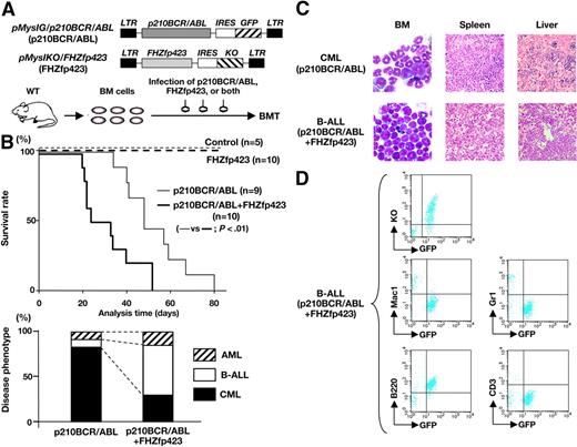 Figure 4. Survival and disease phenotype in mice that received a transplant of p210BCR/ABL- and/or FHZfp423-expressing BM cells. (A) Schematic structures of the retroviruses and the illustration of the experimental procedure. BM cells infected with p210BCR/ABL-expressing retrovirus (pMyIG/p210BCR/ABL), FHZfp423-expressing retrovirus (pMyIKO/FHZfp423), or both types of viruses were subjected to the BMT assay. KO indicates Kusabira Orange. (B) Acceleration of disease onset and altered disease phenotype by cotransduction of Zfp423 and p210BCR/ABL. In the top panel, survival curves of mice reconstituted with BM cells transduced with control retrovirus (control, n = 5), pMyIKO/FHZfp423 (FHZfp423, n = 10), pMyIG/p210BCR/ABL (p210BCR/ABL, n = 9), and both viruses (p210BCR/ABL+FHZfp423, n = 10) are shown as thin dotted, thick dotted, thin continuous, and thick continuous lines, respectively. In the bottom panel, the percentages of samples diagnosed as CML, B-ALL, and AML are shown by black, white, and shaded boxes, respectively. (C) Representative results of pathologic analysis of CML and B-ALL developed in mice transduced with p210BCR/ABL and p210BCR/ABL+FHZfp423, respectively. In the BM smears, proliferation of differentiated myeloid cells is observed in the CML case (top left panel), whereas monotonous proliferation of immature lymphoid tumor cells is apparent in the B-ALL case (bottom left panel). Massive infiltration of leukemic cells is shown in the spleen and liver (middle and right panels). (D) Representative results of flow cytometric analysis of B-ALL developed in mice transduced with p210BCR/ABL and FHZfp423. Leukemic cells are positive for both GFP and KO (top panel), confirming that they were originated from hematopoietic progenitor cells infected with both p210BCR/ABL and FHZfp423. GFP-positive leukemic cells showed positive staining for B220, but are negative for Mac-1, Gr-1, and CD3 (middle and bottom panels).