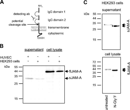 Figure 1. Western blot analysis of full-length and soluble JAM-A. (A) Schematic representation of the domain structure of transmembrane JAM-A and its potential cleavage site at the cell membrane. (B) HUVECs and HEK293 cells were cultured for 8 hours in the absence of fetal calf serum. Cell lysates and conditioned media were then examined for the presence of full-length (fl) and soluble (s) JAM-A by SDS-polyacrylamide gel electrophoresis under reducing conditions and subsequent Western blotting using a monoclonal antibody directed against the second IgG domain of JAM-A. (C) Cell lysates and conditioned media from HUVECs were treated with 2 U/mL N-Glycosidase F for 2 hours at 37°C, and subsequently fl and sJAM-A were analyzed by Western blotting. Data shown are representative of at least 3 independent experiments.