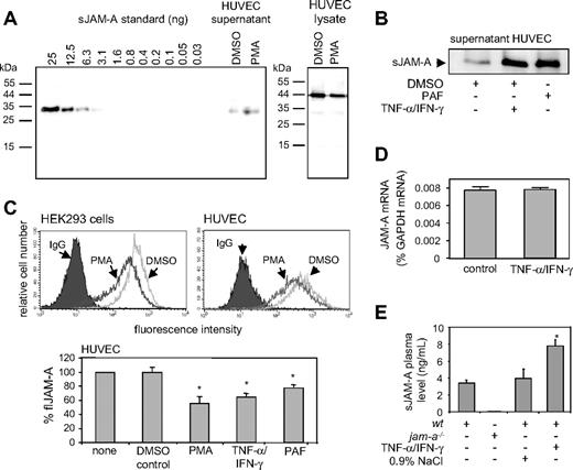 Figure 2. Enhanced JAM-A shedding in response to PMA and proinflammatory mediators. (A) HUVECs were stimulated with PMA (200 ng/mL) or vehicle control (DMSO) for 2 hours, and subsequently conditioned media and cell lysates were subjected to Western blot analysis for sJAM-A and flJAM-A, respectively. A standard of serially diluted recombinant sJAM-A was run in parallel. (B) HUVECs were stimulated with PAF (100 nM) or TNF-α/IFN-γ (10 ng/mL) or treated with vehicle control (DMSO) for 16 hours, and conditioned media were analyzed by Western blotting using an anti–hJAM-A monoclonal antibody. Data are shown as representative Western blots of least 3 independent experiments. (C) HUVECs or HEK293 cells were left unstimulated or stimulated as described in panels A and B, and subsequently JAM-A surface expression was assessed by flow cytometry. Data were shown as representative histograms (top panel) and as mean plus or minus SD of the fluorescence signals obtained in 3 independent experiments (bottom panel). (D) Effect of IFN-γ and TNF-α on JAM-A mRNA expression. HUVECs were stimulated with IFN-γ and TNF-α or vehicle control (PBS) for 16 hours and analyzed for JAM-A mRNA expression by quantitative real-time RT-PCR. Expression of JAM-A mRNA was measured in 3 independent experiments and expressed as percentage of GAPDH mRNA expression. (E) Serum levels of murine JAM-A. Wt mice and jam-a−/− mice were intravenously treated with IFN-γ and TNF-α (40 and 50 ng/g, respectively) or vehicle control (0.9% NaCl) or left untreated (n = 3 per group), and after 2.5 hours blood serum was investigated for released JAM-A by ELISA. *Significant increase in the JAM-A level induced by the cytokine treatment compared with the vehicle-treated control (P < .05).