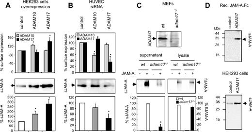 Figure 5. Loss- and gain-of-function experiments indicate a role for ADAM17 in JAM-A shedding. (A) Overexpression of ADAM10 and 17 in human HEK293 cells. Cells were transiently transfected with ADAM10 and ADAM17 or the empty expression vector as a control. Overexpression was controlled by flow cytometric analysis of ADAM10/17 surface expression (top panel). Conditioned media (middle panel) were analyzed for the presence of JAM-A by Western blotting, and signals were quantified by densitometry and calculated as percentage of the mock-transfected control (bottom panel). (B) Down-regulation of endogenous ADAM10/17 using siRNA. HUVECs were transiently transfected with ADAM10- ADAM17- or control-siRNA. Down-regulation of ADAM10 and ADAM17 surface expression was analyzed by flow cytometry (top panel). Soluble JAM-A released into the conditioned media was detected Western blotting using an anti–hJAM-A monoclonal antibody and quantified by densitometry (bottom panels). (C) JAM-A shedding in adam17−/− fibroblasts. Total cell extracts from adam17−/− and wild-typet MEFs were controlled for the absence and presence of ADAM17 by Western blotting (top panel). Adam17−/− and wild-type MEFs were transiently transfected with JAM-A. After 48 hours, conditioned media and cell lysates were harvested and analyzed by Western blotting for the presence of sJAM-A and flJAM-A (bottom panels, left and right, respectively). (D) Recombinant JAM-A.Fc was incubated with the recombinant catalytic domain of ADAM17 for 3 hours, and subsequently cleavage products were analyzed by Western blotting using a monoclonal antibody against JAM-A. (Top panel) HEK293 cells were incubated with the recombinant catalytic domain of ADAM17 for 3 hours, and conditioned media were analyzed for the presence of JAM-A by Western blotting. (Bottom panel) All Western blots were shown as representative experiments, and quantified signals were calculated as mean plus or minus SD for 3 independent experiments. *Statistically significant changes in JAM-A expression compared with the control (P < .05).