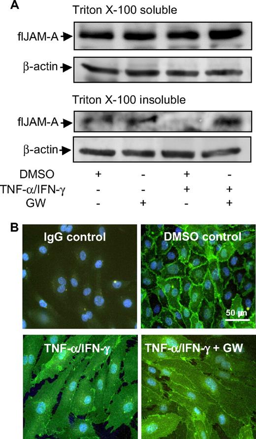 Figure 6. Effect of TNF-α/IFN-γ on the subcellular localization of JAM-A. (A) HUVECs were incubated for 16 hours in the absence or presence of TNF-α/IFN-γ and GW254023X. Triton X-100–soluble and –insoluble JAM-A was analyzed by Western blotting using an anti–hJAM-A monoclonal antibody. Detection of β-actin in the lysates confirmed equal loading. (B) Confluent HUVECs were incubated for 16 hours with TNF-α/IFN-γ in the absence or presence of GW254023X (GW) or vehicle control (DMSO). Samples were fixed and stained with anti–hJAM-A monoclonal antibody, followed by Alexa Fluor 488–conjugated goat anti–mouse IgG secondary antibody (green) and counterstaining of nuclei (blue).