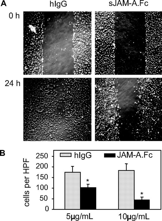 Figure 7. Antagonistic effects of sJAM-A on endothelial cells. (A,B) A confluent HUVEC layer was wounded by a defined scratch; and after of 24 hours of incubation in the presence or absence of dimeric sJAM-A.Fc or human IgG (both 5 and 10 μg/mL), endothelial cells that had migrated into the scratch area were counted. (A) A representative experiment. (B) Mean plus or minus SD values were calculated for 3 independent experiments. *Statistically significant changes in endothelial migration compared with the control receiving hIgG (P < .05).