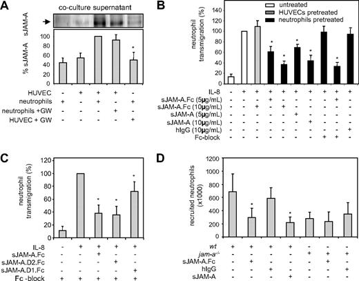 Figure 8. Antagonistic effects of sJAM-A on leukocyte recruitment. (A) HUVECs and neutrophils were pretreated for 1 hour with GW280264X (GW) or left untreated. After removal of the inhibitor by washing, both cell types were either coincubated or incubated separately for 2 hours, and subsequently conditioned media were investigated for the release of sJAM-A by Western blotting. Western blot signals were quantified and shown as mean plus or minus SD for 3 independent experiments. *Significant inhibition of JAM-A from cocultured cells after pretreatment of neutrophils with GW280264X. (B) HUVECs or isolated neutrophils were pretreated with the indicated concentrations of sJAM-A.Fc, monovalent sJAM, or irrelevant hIgG in the presence and absence of Fc block (50 μg/mL) for 30 minutes and subsequently washed. Neutrophils were then assayed for transendothelial migration toward IL-8. *Statistically significant changes in IL-8–induced neutrophil transmigration compared with cells receiving IgG control. (C) Isolated neutrophils were pretreated with sJAM-A.Fc, sJAM-A.D1.Fc, or sJAM-A.D2.Fc (all 10 μg/mL) in the presence of Fc block (50 μg/mL) for 30 minutes and subsequently assayed for transendothelial migration as described in panel B. *Statistically significant changes in IL-8–induced neutrophil transmigration compared with the control treated with Fc block only. (D) JAM-A.Fc (60 μg), monovalent sJAM (40 μg), or human IgG (60 μg) were intravenously administered to wild-type and jam-a−/− mice (n = 4 per group). One hour later, the neutrophil attracting chemokine KC or vehicle control was injected into experimentally induced air pouches. Four hours after KC injection, neutrophil recruitment into the air pouches was determined by flow cytometric analysis of the differentially labeled leukocyte populations. *Statistically significant changes in neutrophil infiltration compared with the IgG-treated control (P < .05).