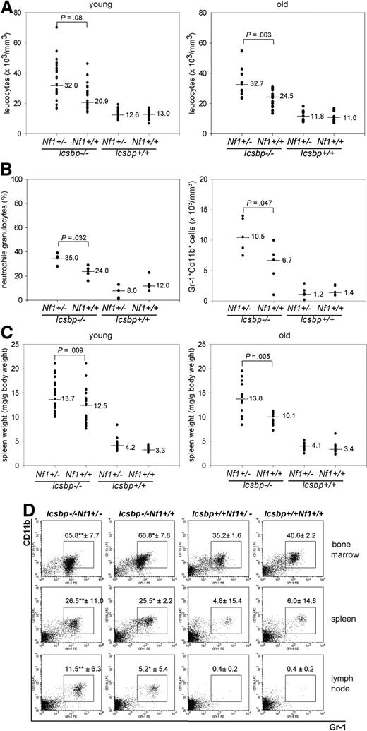 Figure 2. Enhanced myelopoiesis in Icsbp−/−Nf1+/− mice. (A) Highest total leukocyte counts from peripheral blood in Icsbp−/−Nf1+/− mice. Total leukocyte counts were determined using an automated hematologic cell counter from the peripheral blood (tail vein) from mice 2 to 4 months (young, n = 26) and 7 to 9 months of age (old, n = 16). Dots represent individual measurements; lines, medians; the level of significance comparing Icsbp−/−Nf1+/− and Icsbp−/−Nf1+/+ mice is shown above dots. Nonparametric test was used (Mann-Whitney U test) to calculate level of significance. (B) Highest neutrophil granulocyte counts in peripheral blood in Icsbp−/−Nf1+/− mice. Blood smears (n = 5) were prepared from peripheral blood, and total numbers of neutrophil granulocytes were determined blindly after May-Gruenwald-Giemsa staining. FACS analysis was performed after lysis of erythrocytes. Cells staining high with Gr-1 and CD11b were identified as neutrophil granulocytes. Absolute numbers of neutrophil granulocytes were calculated multiplying numbers of total leukocytes with the percentage of cells staining for Gr-1 and CD11b (n = 5). Dots represent individual measurements; lines, medians; the level of significance (Mann-Whitney U test) comparing Icsbp−/−Nf1+/− and Icsbp−/−Nf1+/+ mice is shown above dots. (C) Highest splenomegaly in Icsbp−/−Nf1+/− mice. Spleens and total body weights from mice 2 to 4 months (young, n = 25) and 7 to 9 months (old, n = 12) were determined using a precision balance. Dots represent individual measurements; lines, medians; the level of significance (Mann-Whitney U test) comparing Icsbp−/−Nf1+/− and Icsbp−/−Nf1+/+ mice is shown above dots. (D) Infiltration of neutrophil granulocytes into lymph nodes. Percentages of neutrophil granulocytes were determined using flow cytometry staining in BM, spleen, and lymph nodes from mice 4 months of age. Cells were pregated in a live gate and resolved for staining of Gr-1 and CD11b. Numbers above squares represent mean ± SD of n = 5 individual mice. Statistical significance (Mann-Whitney U test): *between Icsbp−/−Nf1+/+ and Icsbp+/+Nf1+/+; **between Icsbp−/−Nf1+/− and Icsbp+/+Nf1+/−.
