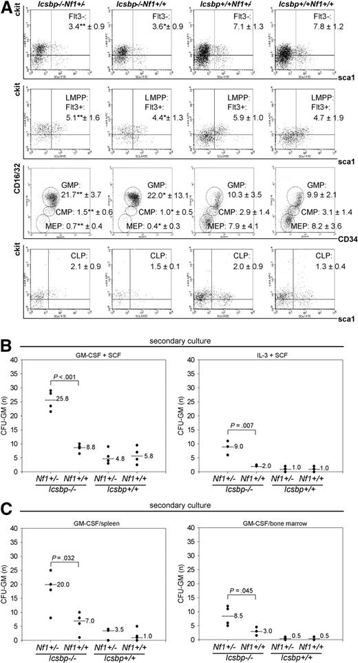 Figure 3. Distribution of progenitor cell populations. (A) Highest secondary CFU-GM formation in BM and spleen of Icsbp−/−Nf1+/− mice. BM cells from 2- to 3-month-old mice were lineage depleted and stained according to Kondo et al44 and Adolfsson et al,45 as described in “Fluorescence-activated cell sorter analysis” in “Methods.” Stem cell populations (Figure S3) were identified as follows: HSCs (Lin−, Sca1+, ckit+, Flt3−); LMPPs (Lin−, Sca1+, ckit+, Flt3+); CMPs (Lin−, Sca1−, ckit+, Flt3−, IL7Rα−, CD16/32intermediate, CD34intermediate); GMPs (Lin−, Sca1−, ckit+, Flt3−, IL7Rα −, CD16/32high, CD34high); megakaryocyte-erythrocyte progenitors (Lin− Sca1−, ckit+, Flt3−, IL7Rα−, CD16/32dim, CD34dim); and CLPs (Lin−, Sca1+, ckit+, IL7Rα+). Lineage-depleted cells were pregated as negative for lineage markers combined with a live gate. Percentages within gates represent the mean ± SD of Lin− cells of n = 3 individual mice of each genotype except for CLP (n = 2). Statistical significance (Mann-Whitney U test) *between Icsbp−/−Nf1+/+ and Icsbp+/+Nf1+/+ and **between Icsbp−/−Nf1+/− and Icsbp+/+Nf1+/−. (B,C) Increased secondary CFU-GM from BM and spleen. BM cells were grown in duplicates of 1 mL methylcellulose supplemented with combinations of rmGM-CSF and rrSCF or rrSCF and recombinant murine interleukin-3 (B). In addition, BM and spleen cells were grown in rmGM-CSF (C), as described in “CFU assay” in “Methods.” Cultures were performed in duplicates, incubated at 37°C with 7% CO2, and cultured for 8 to 10 days (Figure S2). At that time, colonies were counted, and all cells were isolated from methylcellulose and replated again into 1 mL methylcellulose in duplicates using the same cytokines as in the first CFU-GM assay. After 10 to 15 days, number of total colonies was scored again using a stereomicroscope. Dots represent numbers of secondary CFU-GM per total cells plated; and lines, medians. The level of significance (Mann-Whitney U test) comparing Icsbp−/−Nf1+/− and Icsbp−/−Nf1+/+ mice is shown above dots.