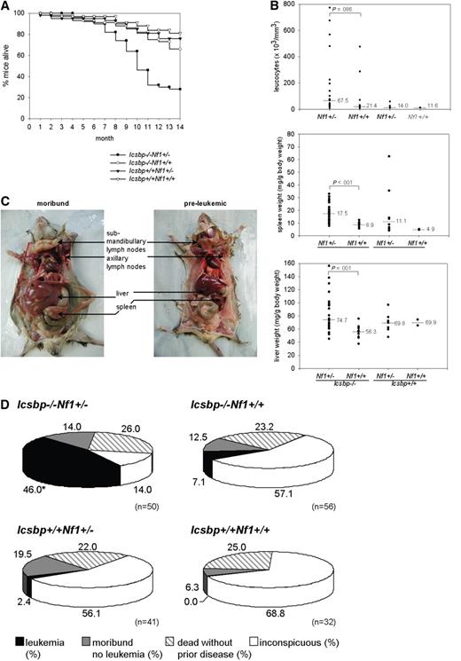 Figure 4. Overmortality of Icsbp−/−Nf1+/− mice resulting from leukemias. (A) Kaplan-Meier survival curves of Icsbp−/−Nf1+/− (●, n = 50); Icsbp−/−Nf1+/+ (○, n = 56); Icsbp+/+Nf1+/− (▲, n = 41); and Icsbp+/+Nf1+/+ (△, n = 32). (B) Comparison of total leukocyte counts, spleen weight normalized to body weight, and normalized liver weights of each individual diseased mouse. Dots represent individual measurements; and lines, medians. The level of significance (Mann-Whitney U test) comparing Icsbp−/−Nf1+/− and Icsbp−/−Nf1+/+ mice is shown above dots for Icsbp−/−Nf1+/− (n = 26); Icsbp−/−Nf1+/+ (n = 9); Icsbp+/+Nf1+/− (n = 8); and Icsbp+/+Nf1+/+ (n = 2). (C) Extensive enlargements of lymph nodes, liver, and spleen of Icsbp−/−Nf1+/− diseased mice. (D) Disease incidences and overall distribution of leukemias in all 4 genotypes. Mice were observed until the age of 15 months. Necropsy was performed on all mice either after the observation period or in case of clinical signs of disease. Some mice that died unexpectedly without disease manifestation (ie, dead without prior disease) could not be investigated. In some mice (moribund, no leukemia) cause of death could not be established, but a hematologic disease could be excluded. *Statistically significant difference (P < .001 by χ2 test) for the incidence of leukemia.
