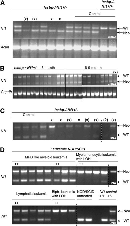 Figure 6. Disease incidences and LOH in established leukemias of Icsbp−/−Nf1+/− mice. (A) Allelic imbalance of Nf1 wt-allele expression in established leukemias. RT-PCR with allele specific primers was performed on cDNA-derived from BM of mice with established leukemias to investigate imbalanced expression of wild-type and mutated allele. The top band shows an amplification of a 511-bp fragment from the Nf1-wt allele transcript and the bottom band a 340-bp fragment of the Nf1-neomycin hybrid transcript. Actin expression was used as control. X denotes absence of wild-type band; (X), reduced wild-type band. Control lanes 8 to 12: mice without leukemia. (B) No allelic imbalance is observed in mice without disease manifestation. RT-PCR with allele specific primers was used to show balanced expression of wild-type and mutated Nf1 allele in young (3 months) and old (8-9 months) mice without disease manifestation. (C) Allelic imbalance of Nf1-wt allele expression in leukemias is the result of LOH. PCR with allele specific primers was performed on genomic DNA isolated from BM of diseased mice. In all but one case where an imbalanced allelic expression was observed, the wild-type band was lost or reduced in intensity. X indicates absence of wild-type band; (X), reduced wild-type band. (D) Replication of LOH in transplanted NOD/SCID mice. PCR with allele-specific primers was performed on genomic DNA of established leukemias isolated from BM of diseased NOD/SCID mice transplanted with 6 different leukemia entities from Icsbp−/−Nf1+/− mice. In all cases where LOH was observed in the parental leukemia, this was also observed in the diseased NOD/SCID mice. As a comparison are shown amplicons from genomic DNA from untreated NOD/SCID mice and from normal Nf1+/+ or Nf1+/− mice.
