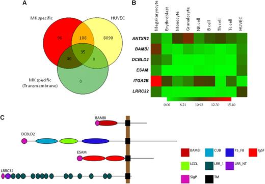 Figure 1. Candidate gene selection and validation. Candidate genes were selected from a list of 75 MK-specific genes encoding transmembrane proteins. (A) Overlap analysis of MK-specific, present in HUVECs and transmembrane protein encoding genes. Of the 279 MK-specific genes, 143 are also present in HUVECs, and 35 of these encode transmembrane proteins. (B) Heatmap of log2 transformed, normalized intensity values for the 6 MK genes used in this study, showing increased expression of 4 in MKs and HUVECs. (C) Domain architecture of BAMBI, DCBLD2, ESAM, and LRRC32 as predicted using the Eukaryotic Linear Motif resource. The length of the black line represents the number of amino acids with domain positions to scale. Domain acronyms: CUB indicates complement C1r/C1s, Uegf, Bmp1; F5_F8, coagulation factor 5/8 type; IgSF, immunoglobulin fold; LCCL, Limulus factor C, Coch-5b2 and Lgl1; LRR_1, leucine rich repeats; LRRNT, leucine rich repeat N-terminal domain; SigP, signal peptide; TM, transmembrane domain.