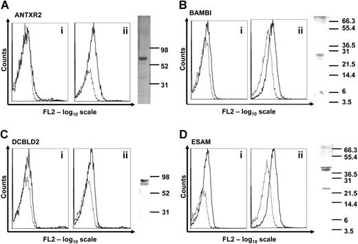 Figure 2. Expression of novel transmembrane proteins in human platelets. (A-D) Flow cytometric detection of the novel transmembrane proteins was carried out in platelet-rich plasma (i) or in permeabilized platelets (ii). Binding of individual antibodies to human platelets measured as fluorescence intensity is indicated by solid lines and matched preimmune serum by dotted lines. Expression of each protein in human platelet lysates was analyzed by Western blot. Molecular weight markers are indicated on each blot in kilodaltons. Bands of 67, 27, 85, and 40/43 kDa were detected, corresponding to ANTXR2, BAMBI, DCBLD2, and ESAM proteins, respectively. The presence of LRRC32 in platelets using similar detection procedures has already been reported.2