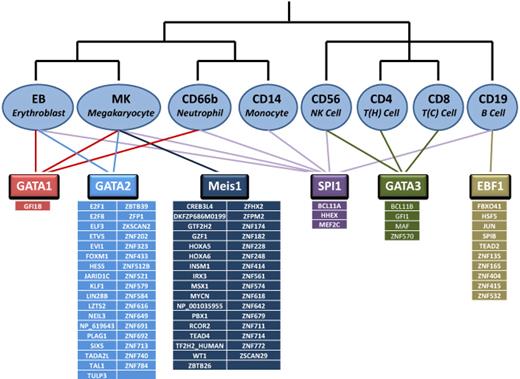 Figure 4. Transcription factor coexpression in hematopoietic lineages. Shown at the top is the hematopoietic differentiation hierarchy with key hematopoietic transcription factors GATA1, GATA2, Meis1, SPI1, GATA3, and EBF1. Only MEIS1 and EBF1 were expressed in a single lineage, whereas all other factors were expressed in 2 or more lineages. Tabulated underneath each factor are those transcription factors that share their respective expression pattern, suggesting either direct regulation or common upstream regulators. Expression of GATA1 in CD66b+ cells was an order of magnitude lower than in erythroblasts and megakaryocytes.