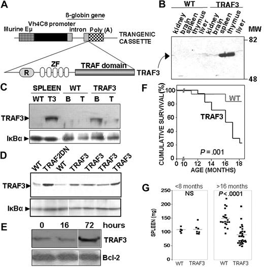 Figure 1. Generation of TRAF3 transgenic mice. (A) Representation of the TRAF3 transgenic constructs. The various components of transgenic cassette are indicated. (B) Immunoblot analysis of the hTRAF3 transgene expression in various tissues from the TRAF3 transgenic mice (ϵ-line) and wild-type littermates. hTRAF3 expression was detected using an antibody that specifically recognizes human TRAF3, but not mouse TRAF3.16 (C) Analysis of TRAF3 and IκBα expression in total splenocytes and in affinity-purified B lymphocytes and T lymphocytes isolated from TRAF3 transgenic mice and wild-type littermates. The TRAF3 antibody used recognizes only human TRAF3.16 The purity of B cells and T cells was greater than 95%. (D) Purified B cells from spleens of the various transgenic mice indicated and wild-type littermates were lysed in Laemmli buffer and sonicated. Lysates were normalized for protein content, and 25 μg were immunoblotted. Total TRAF3 and IκBα levels are shown. The TRAF3 antibody used (C-20) recognizes both human and mouse TRAF3. (E) B cells from wild-type mice were left resting or stimulated with 2 μg/mL LPS for 16 or 72 hours. TRAF3 and Bcl-2 expression were analyzed by immunoblotting. (F) Kaplan-Meier analysis of the lifespan of wild-type and TRAF3 littermates (17 mice per group). Statistical significance was calculated by log-rank analysis. (G) The weight of spleens from mice up to 8 months (TRAF3, n = 7; wild-type, n = 5) or more than 16 months old (TRAF3, n = 27; wild-type, n = 19) was determined. Statistical significance was determined by unpaired Student t test.