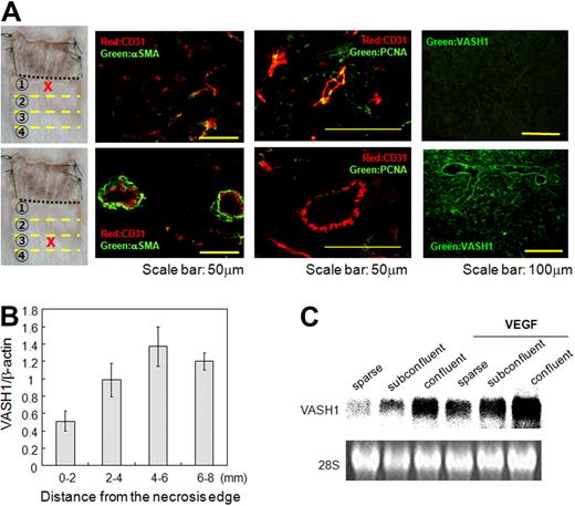 Figure 2. The spatiotemporal expression profile of VASH1. (A) Immunostaining of CD31 (red), αSMA (green), PCNA (green), and/or VASH1 (green) was performed with the indicated area of the skin flap. (B) Total RNA was isolated from each area of the skin flap. Quantitative real-time RT-PCR was performed to show mRNA levels of VASH1 in each area. Each value was standardized with β-actin. Data are expressed as mean and SDs. (C) HUVECs of sparse, subconfluent, and confluent conditions were treated with or without VEGF (1 nM) for 12 hours, and the expression of VASH1 was determined by Northern blotting.