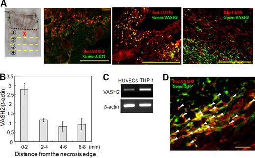 Figure 3. The spatiotemporal expression profile of VASH2. (A) Immunostaining of VASH2, CD11b, and F4/80 in the area 0 to 2 mm from the necrotic edge. Scale bars are 200 μm. (B) Total RNA was isolated from each area of the skin flap. Quantitative real-time RT-PCR was performed to show mRNA levels of VASH2 in each area. Each value was standardized with β-actin. (C) The basal level of VASH2 mRNA in HUVECs or THP-1 cells was determined by RT-PCR. (D) After confirming bone marrow reconstitution, the subcutaneous angiogenesis experiment was performed. Immunostaining of VASH2 in the area 0 to 2 mm from the necrotic edge is shown. Arrowheads indicate GFP-positive and VASH2-positive cells. Scale bar is 50 μm.