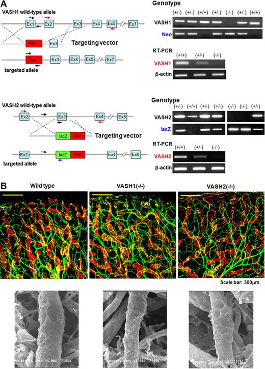 Figure 5. Generation of VASH1 and VASH2 knockout mice and their steady state subcutaneous vascular architecture. (A) VASH1 and VASH2 knockout mice were generated as described in “Generation of VASH1 and VASH2 knockout mice.” Genotyping and the analysis of each transcript by RT-PCR are shown. (B) Ear skin was used to show the steady state vascular architecture of ear skin. Top panels show immunostaining of CD31 (green) and LYVE-1 (red). Bottom panels show SEM of capillary vessels.