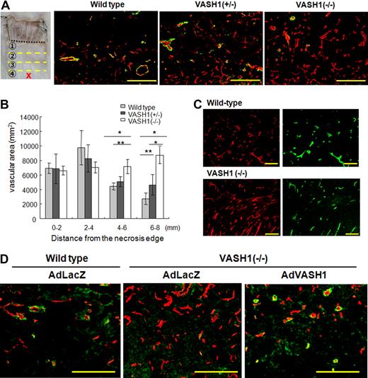 Figure 6. Vascular distribution in the skin flap of VASH1 knockout mice. VASH1 knockout mice were applied to the model of subcutaneous angiogenesis. (A) Immunostaining of CD31 (red) and αSMA (green) in the area 6 to 8 mm from the necrotic edge is shown. Scale bars are 200 μm. (B) The vascular area was determined from 5 different fields in each area. Data are expressed as the means and SDs; *P < .01, **P < .05. (C) Lectin staining (green) shows the perfusion of new vessels in the area 6 to 8 mm from the necrotic edge. The same section was immunostained for CD31 (red). Scale bars are 200 μm. (D) Adenoviral-mediated gene transfer was performed to supplement the deficient protein in VASH1 knockout mice. AdLacZ was use as the control. Immunostaining of CD31 (red) and αSMA (green) in the indicated area of the skin flap is shown. Scale bars are 200 μm.