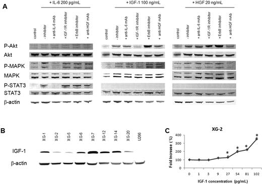 Figure 2. Specificity of MGF inhibitors and IGF-1 production by HMCLs. (A) XG-2 cells were starved at 37°C for 18 hours in Syn H serum-free culture medium. Cells were then cultured without cytokine (control) or with either IL-6 (200 pg/mL) or IGF-1 (100 ng/mL) or HGF (20 ng/mL) and without inhibitor or with anti–IL-6 mAb (10 μg/mL) or IGF-1R inhibitor (1 μM) or anti-HGF mAb (25 μg/mL) for 20 minutes at 37°C in the Syn H culture medium. The receptor kinase inhibitors were added to the cells for 4 hours at the end of starvation culture and during exposure to rMGF. The anti-MGF antibodies were preincubated with the rMGF for 1 hour before to be added to cells. Cell lysates were immunoblotted with anti–phospho-Akt antibody and then reprobed with anti-akt antibody, anti–phospho-MAPK antibody, and then reprobed with anti-MAPK, anti–phospho-Stat3 antibody, and then reprobed with anti-Stat3 antibody. Anti–β actin was used as a loading control. (B) HMCLs were cultured for 2 days without cytokine in the Syn H serum-free culture medium. Cell lysates were immunoblotted with an anti–IGF-1 antibody. Anti–β actin was used as a loading control and the U266 HMCL as a negative control for IGF-1 production (no expression of IGF-1 gene using Affymetrix microarrays). (C) XG-2 cells were starved for 2 hours in Syn H serum-free culture medium and then cultured without cytokine (control) or with increased concentrations of rIGF-1 for 4 days. Results are the mean luminescent signals ± SD determined in sextuplicate culture wells and are those of 1 experiment representative of 3. Data are expressed as percentage of the signal obtained without cytokine. The mean value was significantly different from that obtained in the control group using a Student t test (*P ≤ .05).