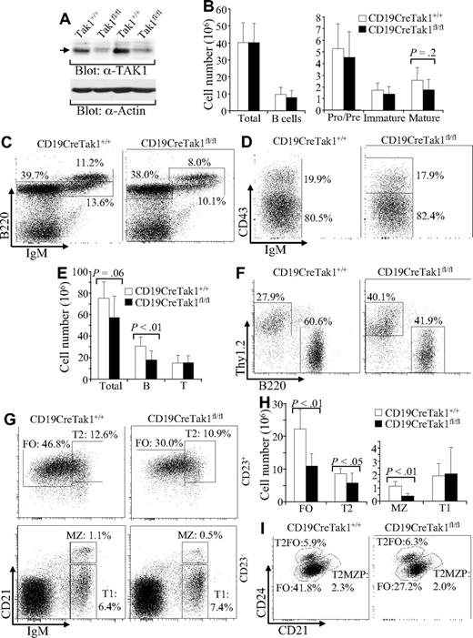 Figure 1. B-cell development in TAK1-deficient mice. (A) Western blot analysis of TAK1 deletion in mature B cells. Splenic mature B cells were isolated from 2 pairs of CD19CreTak1+/+ and CD19CreTak1fl/fl mice, and total cell lysates were subjected to Western blot analysis with anti-TAK1 antibody. Anti-actin immunoblotting was used as a protein loading control. (B) The numbers of total B cells and B-cell subpopulations in BM of TAK1-deficient mice. Histograms show the numbers of total BM cells, total B cells, pro/pre-, and immature and mature B cells in BM of CD19CreTak1+/+ and CD19CreTak1fl/fl mice. (C) B-cell subpopulations in BM of TAK1-deficient mice. BM cells from CD19CreTak1+/+ and CD19CreTak1fl/fl mice were stained with anti-B220 and anti-IgM antibodies. Percentages indicate cells in the gated lymphoid population. (D) Pro- and pre-B populations in BM of Tak1-deficient mice. BM cells from CD19CreTak1+/+ and CD19CreTak1fl/fl mice were stained with anti-B220, anti-CD43, and anti-IgM antibodies. Percentages indicate cells in the gated B220+IgM− population. (E) Reduction of total splenocytes and total B cells in the spleens of TAK1-deficient mice. Histograms show the numbers of total splenocytes, B220+ B cells and Thy1.2+ T cells in the spleens of CD19CreTak1+/+ and CD19CreTak1fl/fl mice. (F) Reduction of B-cell populations in the spleen of TAK1-deficient mice. Splenocytes from CD19CreTak1+/+ and CD19CreTak1fl/fl mice were stained with anti-B220 and anti-Thy1.2 antibodies. Percentages indicate cells in the gated lymphoid population. (G) Reduction of FO and MZ B cells in the spleens of TAK1-deficient mice. Splenocytes from CD19CreTak1+/+ and CD19CreTak1fl/fl mice were stained with antibodies to IgM, CD21, and CD23. In CD23+-gated cells, T2 B cells (CD21hiIgMhi) and FO B cells (CD21intIgMlo) are shown. In CD23−-gated cells, MZ B cells (CD21hiIgMhi) and T1 B cells (CD21loIgMhi) are shown. The percentages of cells in the gated lymphoid populations are indicated. (H) Reduction of T2, FO, and MZ B cell numbers in the spleens of TAK1-deficient mice. Histograms show the numbers of T1, T2, FO, and MZ B cells in the spleens of CD19CreTak1+/+ and CD19CreTak1fl/fl mice. (I) Reduction of FO B cells in the spleens of TAK1-deficient mice. Splenocytes from CD19CreTak1+/+ and CD19CreTak1fl/fl mice were stained with antibodies to B220, CD21, CD23, and CD24. In B220+CD23+-gated cells, FO (CD21intCD24int), T2FO (CD21intCD24hi), and T2MZP (CD21hiCD24hi) B cells are shown. Percentages indicate cells in the gated lymphoid population. Data shown are obtained from or representative of 7 (B-D), 8 (E-H), or 5 (I) 8- to 12-week-old mice of each genotype.