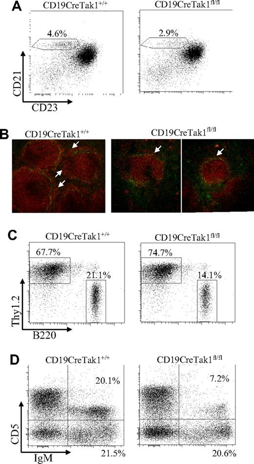 Figure 2. Impaired development of MZ and reduced lymph node and B1 B cells in TAK1-deficient mice. (A) Reduction of MZ B cells in the spleens of TAK1-deficient mice. Splenocytes from CD19CreTak1+/+ and CD19CreTak1fl/fl mice were stained with antibodies to B220, CD21, and CD23. Percentages indicate MZ B cells (CD21hiCD23lo) in the gated B220+ population. (B) Impaired MZ development in the spleens of TAK1-deficient mice. Frozen splenic sections derived from CD19CreTak1+/+ and CD19CreTak1fl/fl mice were stained with anti-MOMA-1 (green) and anti-IgM (red). The IgM+ MZ B-cell layers external to the ring of metallophilic macrophages are indicated with arrows. (C) Reduction of lymph node B cells in TAK1-deficient mice. Lymphocytes from the lymph nodes of CD19CreTak1+/+ and CD19CreTak1fl/fl mice were stained with anti-B220 and anti-Thy1.2 antibodies. The percentages of cells in the gated lymphoid populations are indicated. (D) Reduction of B1 B cells in the peritoneal cavities of TAK1-deficient mice. Cells from the peritoneal cavities of CD19CreTak1+/+ and CD19CreTak1fl/fl mice were stained with antibodies to IgM and CD5. The percentages of cells in the gated lymphoid populations are indicated. Data shown are representative of 9 (A), 3 (B,C), or 6 (D) independent experiments.