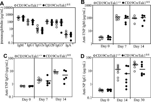 Figure 4. Basal serum immunoglobulin levels and immune responses in TAK1-deficient mice. (A) Basal serum immunoglobulin levels in TAK1-deficient mice. Basal serum levels of IgM, IgA, IgG1, IgG2a, IgG2b, and IgG3 in nonmanipulated CD19CreTak1+/+ (n = 7) and CD19CreTak1fl/fl (n = 9) mice were determined by ELISA. ―indicates mean values. (B,C) Immune response to TI-specific antigens in TAK1-deficient mice. CD19CreTak1+/+ (n = 5) and CD19CreTak1fl/fl (n = 5) mice were immunized intraperitoneally with the TI antigen, TNP-Ficoll. At 7 or 14 days after immunization, the titers of TNP-specific IgM (B) and IgG3 (C) in sera were determined by enzyme-linked immunosorbent assay (ELISA). ―indicates mean values. (D) Immune response to TD-specific antigens in TAK1-deficient mice. CD19CreTak1+/+ (n = 8) and CD19CreTak1fl/fl (n = 7) mice were immunized intraperitoneally with TD antigen, NP-CGG. Fourteen or 30 days after immunization, the titers of NP-specific IgG1 in sera were determined by ELISA. ―indicates mean values.