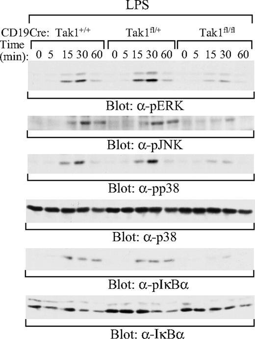 Figure 5. Impaired activation of MAPK family members and NF-κB by LPS in TAK1-deficient B cells. Splenic mature B cells (AA4.1−) were isolated from CD19CreTak1+/+, CD19CreTak1fl/+, and CD19CreTak1fl/fl mice. Cells were stimulated with LPS for the indicated times. Whole-cell lysates were subjected to direct Western blot analysis with the indicated antibodies. Data are representative of 2 independent experiments.