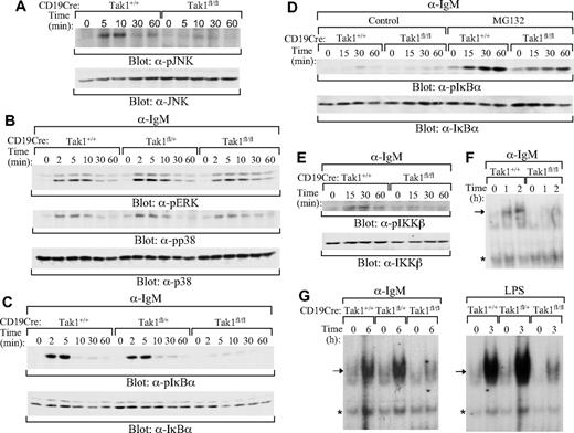 Figure 6. Impaired activation of JNK and NF-κB by BCR in TAK1-deficient B cells. Splenic mature B cells (AA4.1−) were isolated from CD19CreTak1+/+, CD19CreTak1fl/+, or CD19CreTak1fl/fl mice. Cells were stimulated with anti-IgM for the indicated times and then lysed. (A) Impaired activation of JNK by BCR in TAK1-deficient B cells. Cell lysates were subjected to direct Western blot analysis with anti–phospho-JNK or anti-JNK antibodies. (B) Normal activation of ERK and p38 by BCR in TAK1-deficient B cells. Cell lysates were subjected to direct Western blot analysis with anti–phospho-ERK, anti–phospho-p38 or anti-p38 antibodies. (C,D) Impaired phosphorylation of IκBα by BCR in TAK1-deficient B cells. Cell lysates were subjected to direct Western blot analysis with anti–phospho-IκBα or anti- IκBα antibodies. (D) Cells were stimulated with anti-IgM for the indicated times in the absence (control) or presence of MG132 before Western blot analysis. (E) Impaired phosphorylation of IKKβ by BCR in TAK1-deficient B cells. Cell lysates were subjected to direct Western blot analysis with anti–phospho-IKKα/β or anti-IKKβ antibodies. (F,G) Impaired activation of NF-κB by BCR in TAK1-deficient B cells. Cell lysates were subjected to NF-κB gel mobility shift analysis. LPS-stimulated mature B cells were used as controls. *A nonspecific band that serves as a loading control. Data are representative of 3 individual experiments.