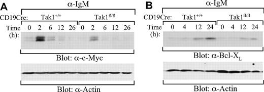 Figure 7. Impaired BCR-induced expression of c-Myc and Bcl-XL in TAK1-deficient B cells. Splenic mature B cells (AA4.1−) were isolated from CD19CreTak1+/+ and CD19CreTak1fl/fl mice. Cells were stimulated with anti-IgM for the indicated times. Cell lysates were subjected to direct Western blot analysis with anti-c-Myc (A), anti-Bcl-XL (B), or anti-actin antibodies. Data are representative of 2 individual experiments.