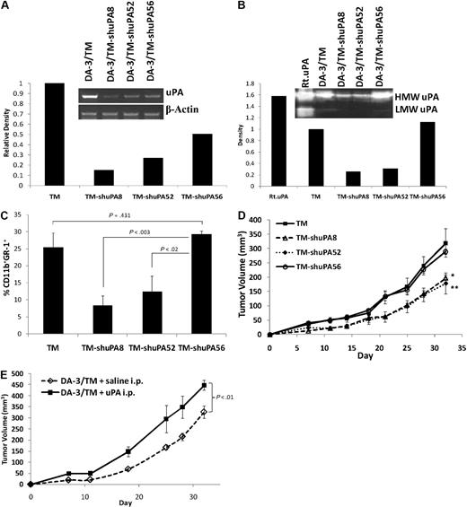 Figure 4. Tumor-derived uPA recruits MDSCs and augments tumor growth. DA-3/TM tumor cells were infected with a retrovirus encoding murine uPA shRNA, then selected, and cloned. Three clones were analyzed (DA-3/TM-shuPA8, -shuPA52, and -shuPA56). (A) Semiquantitative PCR for uPA and β-actin message was performed on RNA from DA-3/TM cells and the uPA knockdown clones. Relative density of uPA to β-actin is presented. (B) Conditioned media from tumor cells that were plated in serum-free media for 3 days were analyzed on an uPA-specific zymography gel. As a positive control, 50 ng recombinant uPA (Rt.uPA) was loaded in parallel. The high-molecular-weight (HMW) and low-molecular-weight (LMW) degradation product of uPA can be detected on the gel. The density of the HMW uPA bands is presented. (C) To analyze recruitment of MDSCs to the various tumor cells, 2 × 106 tumor cells were injected intraperitoneally, and 18 hours later IP cells were harvested and stained for MDSC analysis by flow cytometry. (D) Tumor development was monitored by implanting BALB/c mice with 106 cells subcutaneously. and measuring tumors every 3 to 4 days. (E) To determine whether systemic uPA can augment tumor development, BALB/c mice were injected with 106 DA-3/TM cells subcutaneously, and either 1 μg recombinant uPA or saline intraperitoneally every other day for 3 weeks while tracking tumor development every 3 to 4 days. Error bars representing SEM and P values are provided. *P < .001 between DA-3/TM-shuPA8 and DA-3/TM-shuPA56. **P < .05 between DA-3/TM-shuPA52 and DA-3/TM-shuPA56.