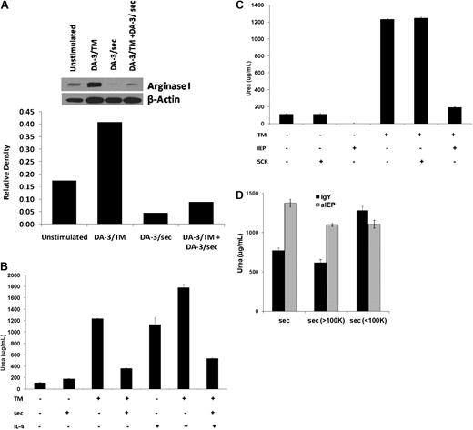 Figure 6. MUC1/sec and its unique IEP block induction of arginase in MDSCs. (A) Splenic MDSCs from DA-3/TM tumor-bearing mice were purified and cultured in vitro in the presence of 20% CM from DA-3/TM and/or DA-3/sec tumor cell cultures for 24 hours. MDSC lysates were then analyzed by Western blot for the enzyme arginase I and β-actin. Relative density of arginase to β-actin is presented. (B) Splenic MDSCs from DA-3/TM tumor-bearing mice were cultured as in panel A, and after 48 hours MDSC lysates were obtained and an arginase assay was performed to detect levels of arginase. Urea is measured as a by-product of exogenous arginine hydrolysis. IL-4 was used (100 ng/mL) as a positive control for induction of arginase in MDSCs. (C) MDSCs were cultured and assayed for the presence of arginase as in panel B, with the addition to the cultures of 10 μg/mL of the unique MUC1/sec peptide (MAP-IEP), or as a control a scrambled peptide sequence (MAP-SCR). (D) Splenic MDSCs were cultured as in panel B with IL-4 and DA-3/sec CM, or DA-3/sec CM separated using a 100-kDa filter into a MUC1/sec-containing fraction (sec > 100 K), and a fraction lacking MUC1/sec (sec < 100 K). Antibody specific for IEP (aIEP) or a control IgY was also added to MDSC cultures, and an arginase assay was performed. Error bars representing SEM are provided, and data are representative of at least 3 experiments.