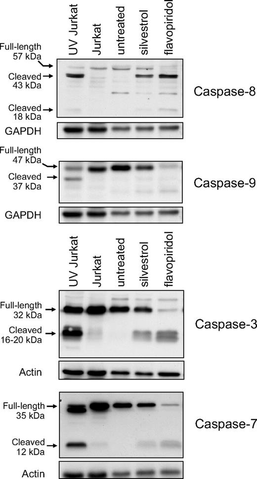 Figure 6. Silvestrol effects on caspase activation. CLL patient cells were treated either with 80 nM silvestrol or 200 nM flavopiridol for 16 hours. Caspases were assessed by immunoblot. Controls are Jurkat cells with or without ultraviolet irradiation. Representative results from 1 of 4 patient samples are shown.