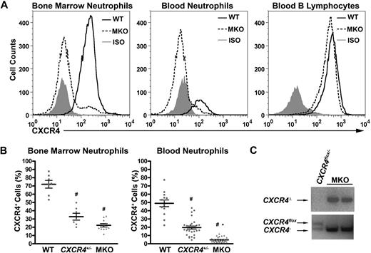 Figure 1. CXCR4 is efficiently deleted in neutrophils from LysMCre/+ CXCR4flox/− (MKO) mice. (A) Representative histograms showing cell-surface CXCR4 expression in the mature neutrophil (Gr-1brightSSChi) population from bone marrow or peripheral blood or the peripheral blood B-lymphocyte (B-220+) population in wild-type (WT) or MKO mice. The isotype control (ISO) is shown in gray. (B) Cell-surface CXCR4 expression in the mature neutrophil population in the bone marrow or peripheral blood. Data represent the mean ± SEM. #P < .05 compared with wild-type mice; *P < .05 compared with CXCR4+/− mice. (C) Genomic DNA was isolated from MKO or control (CXCR4flox/− without LysMCre) blood neutrophils and the CXCR4 gene amplified using primers that specifically detected the deleted (CXCR4Δ), floxed (CXCR4flox), or null (CXCR4−) CXCR4 alleles.