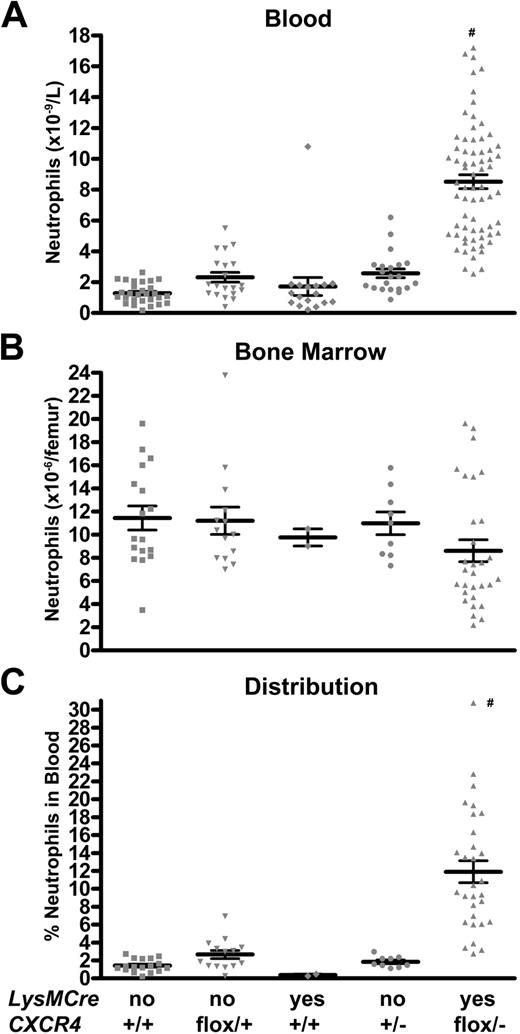 Figure 2. Basal granulopoiesis in MKO mice is characterized by a shift of neutrophils from the bone marrow to the blood. (A,B) The number of mature neutrophils (Gr-1brightSSChi) in the blood and bone marrow was quantified by flow cytometry in mice of the indicated genotype. (C) The neutrophil distribution index (NDI) was calculated to estimate the percentage of total body neutrophils in the blood, using the following formula: NDI = blood neutrophils/(blood + bone marrow neutrophils). Data represent the mean ± SEM. #P < .05 compared with all other groups.