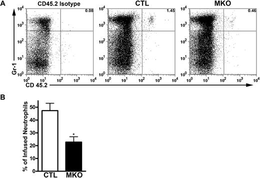 Figure 4. MKO neutrophils have impaired homing to the bone marrow. Bone marrow cells (8-10 × 106) from control (CTL) or MKO mice carrying the Ly 5.2 allele were adoptively transferred to WT recipients carrying the Ly 5.1 allele, enabling detection of infused neutrophils in the bone marrow by flow cytometry using an allele-specific CD45.2 antibody. (A) Representative dot plots showing donor neutrophils as the percentage of total bone marrow neutrophils 1.5 to 2.5 hours after infusion. (B) The percentage of transferred control or MKO neutrophils present in the bone marrow of recipient mice. Data represent the mean ± SEM of n = 8 to 12 recipients for each genotype from 3 separate experiments. *P < .05 compared with control neutrophils.