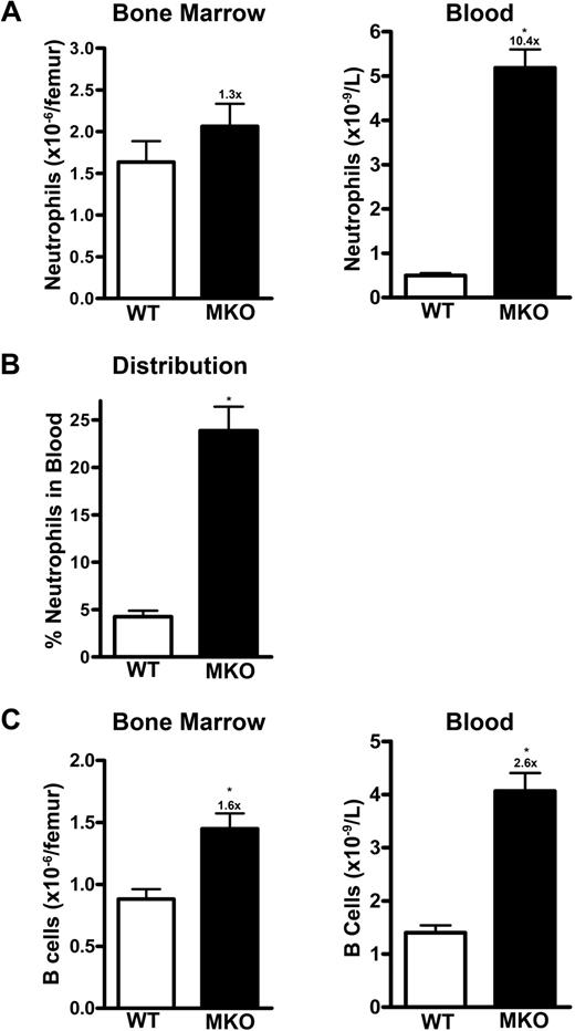 Figure 5. Trafficking of MKO neutrophils is altered in mixed chimeras. Whole bone marrow from wild-type (WT, Ly5.1) and MKO (Ly5.2) mice was mixed in a 1:1 ratio and transplanted into lethally irradiated wild-type (Ly5.1) recipients. After hematopoietic reconstitution (8-10 weeks), the bone marrow and blood were analyzed by flow cytometry. The numbers at the top of the columns indicate the fold increase over the wild-type cells. (A) Mature neutrophils (Gr-1bright CD115−). (B) Neutrophil distribution index. (C) B lymphocytes (B220+). The data represent the mean ± SEM of n = 18 recipients from 2 separate transplants. *P < .05 compared with wild-type cells.