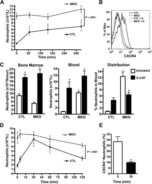 Figure 6. Neutrophil mobilization by G-CSF or GROβ is abrogated in MKO mice. (A) Mice (n = 5 per group) were given a single subcutaneous injection of G-CSF (125 μg/kg) and the absolute neutrophil count measured at the indicated times. †P < .05 compared with time 0. (B) Representative histograms showing cell surface CXCR4 expression on blood neutrophils from control (CTL) or MKO mice at baseline and 65 minutes after a single dose of G-CSF (+G). (C) Mice (n = 8-11 per group) were treated with G-CSF (125 μg/kg per day, twice daily injections) for 5 days, and neutrophils in the bone marrow and blood were quantified. The calculated neutrophil distribution index is shown in the far right panel. *P < .05 compared with control mice at the same time point; #P < .05 compared with untreated mice of the same genotype. (D) Mice (n = 9-12 per group) were given a single subcutaneous injection of GROβ (100 μg/kg), and the absolute neutrophil count was determined at the indicated times. †P < .05 compared with time 0. (E) CXCR4 cell-surface expression on peripheral blood neutrophils from control mice was determined by flow cytometry at baseline and at the time of peak mobilization, 30 minutes after GROβ administration. **P < .001. Data represent the mean ± SEM.
