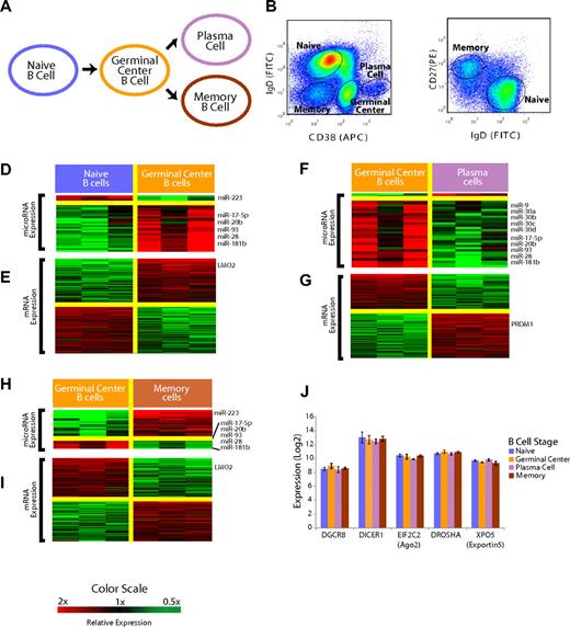 Figure 1. Mature B-cell subsets demonstrate distinct miRNA profiles. (A) Overall schema of mature B-cell differentiation. (B) Selection of the B-cell subsets with the use of flow cytometry. Cells were previously gated on CD19+ cells. Naive and memory B cells were distinguished from GC and plasma cells based on surface CD38 and IgD expression. (C) Distinction of naive and memory B cells based on IgD and CD27 expression with the use of flow cytometry. (D) Relative expression of miRNA in the naive to GC B-cell transition. miRNAs that were, on average, at least 2-fold differentially expressed at a false discovery rate of less than 5% are shown according to the color scale. (E) Relative expression of mRNA in the naive to GC B-cell transition. mRNAs that were, on average, at least 2-fold differentially expressed at a false discovery rate of less than 1% are shown according to the color scale. (F) Relative expression of miRNA in the GC B-cell to plasma-cell transition. miRNAs that were, on average, at least 2-fold differentially expressed at a false discovery rate of less than 5% are shown according to the color scale. (G) Relative expression of mRNA in the GC B-cell to plasma-cell transition. mRNAs that were, on average, at least 2-fold differentially expressed at a false discovery rate of less than 1% are shown according to the color scale. (H) Relative expression of miRNA in the GC B cell to memory B–cell transition. miRNAs that were, on average, at least 2-fold differentially expressed at a false discovery rate of less than 5% are shown according to the color scale. (I) Relative expression of mRNA in the GC B-cell to memory B–cell transition. mRNAs that were, on average, at least 2-fold differentially expressed at a false discovery rate of less than 1% are shown according to the color scale. (J) Expression of key miRNA processing genes DGCR8, DICER1, EIF2C2, DROSHA, and XPO5 is unchanged among the B-cell subsets (P > .1 in all cases).