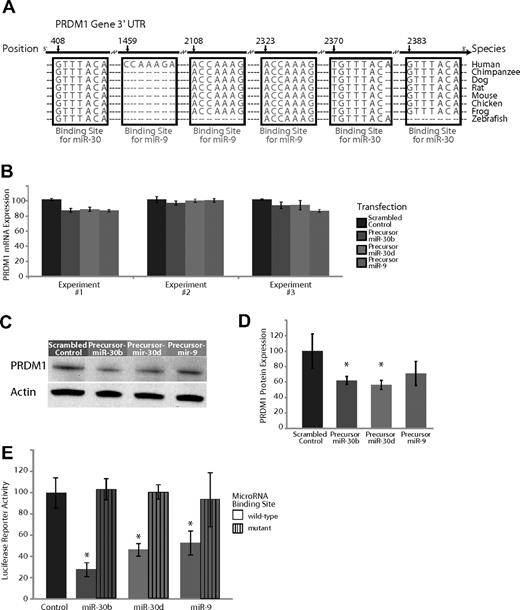 Figure 3. Experimental validation of the interaction of miR-9 and miR-30, which are expressed highly in GC B cells compared with plasma cells and target the transcription factor PRDM1. (A) Base-pairing of the 3′UTR of PRDM1 gene with the 5′ seed region of miR-9 and the miR-30 family. The miR-30 regions include 3 sites complementary to nucleotides 2-8 (UTR position 408), nucleotides 1-8 (UTR position 2370), and nucleotides 2-8 (UTR position 2383) on the miRNA, respectively. The miR-9 regions include 3 sites complementary to nucleotides 1-7 (UTR position 1459), nucleotides 2-8 (UTR position 2108), and nucleotides 2-8 (UTR position 2323) on the miRNA, respectively. These sites are highly conserved across several species, with the exception of one miR-9 site (UTR position 1459) that is present only in humans. (B) Effects of overexpression of miR-9 and 2 members of the miR-30 family, miR-30b and miR-30d, in plasma cell myeloma-derived U266 cells in 3 separate experiments. Expression of PRDM1 was measured 24 hours after transfection with a scrambled control with no complementarity to the human genome, a hairpin precursor for miR-30b, a hairpin precursor for miR-30d, or a hairpin precursor for miR-9. (C) Relative PRDM1 protein expression from a representative experiment (from 3 replicates) transfecting a scrambled control versus a precursor for miR-9, miR-30b, and miR-30d in U266 cells. (D) Average expression of PRDM1 relative to actin over 3 Western blots of U266 cells transfected with a scrambled control versus a precursor for miR-9, miR-30b, and miR-30d. P < .05 for miR-30b and miR-30d; P = .08 for miR-9. (E) A luciferase-expressing vector was coupled to the 3′UTR of PRDM1. Repression of luciferase activity was observed upon overexpression of miR-30b, miR-30d, and miR-9 (P < .05 in all 3 cases) but rescued to the activity level of the empty vector control (P > .5 in all 3 cases) when the seed sequence of the miRNAs was mutated. Displayed is the average of 3 separate experiments.