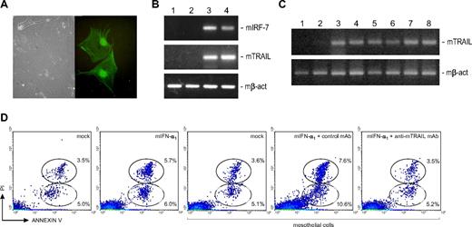 Figure 6. Analysis of the involvement of mesothelial cells in the antineoplastic activity of mIFN-α1. (A) Phase-contrast and immunofluorescence images of representative polygonal EGFP-positive mesothelial cells obtained from peritoneal fragments of EGFP-LV–treated SCID mice. EGFP-positive cells were visualized using a Carl Zeiss inverted fluorescence microscope (Axiovert 200; Carl Zeiss, Jena, Germany) with a 40×/0.55 NA objective, photographed using an Olympus camera (Camedia C3020; Olympus, Center Valley, PA), visualized and adjusted using the CorelDRAW Graphics Suite X3 (Corel Corporation, Ottawa, ON). Original magnifications ×40. (B) TRAIL up-regulation in mIFN-α1–treated murine mesothelial cells. RT-PCR analyses of murine IRF-7 (mIRF-7), TRAIL (mTRAIL), and β-actin (mβ-act, control) transcript expression were performed using RNA extracted from primary mesothelial cells 48 hours after native mIFN-α1 (250 IU/mL) or mock treatment. Up-regulation of mIRF-7 and mTRAIL was observed in mIFN-α1–treated but not in mock-exposed cells, suggesting that mesothelial cells may contribute to IFN-modulated antineoplastic activity. Lanes: 1, RNA extracted from untreated; 2, mock-treated; 3, mIFN-α1–treated mesothelial cells; 4, positive control, RNA from MBL-2 cells exposed to 500 IU/mL recombinant mIFN-α1. (C) In vivo TRAIL expression. RT-PCR analyses were performed using RNA extracted from peritoneal fragments of control and mIFN-α1-LV–treated PEL/SCID mice. Up-regulation of mTRAIL was observed in mIFN-α1-LV–treated but not in control mice, suggesting that host microenvironment may play a role in IFN-stimulated antineoplastic activity. Expression of murine β-actin is shown as control. Lanes: 1, RNA extracted from peritoneal fragments of medium-injected; 2, EGFP-LV–treated; 3 to 7, mIFN-α1–treated PEL/SCID mice; 8, positive control, RNA from MBL-2 cells exposed to 500 IU/mL recombinant mIFN-α1. (D) Role of TRAIL in IFN-induced apoptosis of CRO-AP/3 cells. Density plot histograms of flow cytometric analysis of a representative experiment show the percentage of early (annexin V–positive and PI-negative bottom circle) and late (annexin V– and PI-positive top circle) apoptosis in CRO-AP/3 cells 12 hours after mock or mIFN-α1 (250 IU/mL) treatments, or 12 hours after coculture with mock- or mIFN-α1 (250 IU/mL)–treated mesothelial cells in the presence of a control or a blocking anti-mTRAIL mAb. Treatment of CRO-AP/3 cells with mIFN-α1 did not substantially affect the level of apoptosis, whereas coculture with mIFN-α1–treated mesothelial cells significantly increased programmed cell death in CRO-AP/3 cells. CRO-AP/3 apoptosis was efficiently inhibited by the blocking anti-mTRAIL mAb, whereas an isotype-matched control mAb did not influence apoptosis induction, indicating that mesothelial cells activated by IFN-α induced apoptosis in CRO-AP/3 cells in a TRAIL-dependent manner.