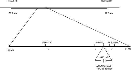 Figure 1. Chromosome 11q13 homozygosity mapping. The top line indicates the region of homozygosity for a shared haplotype of a 13-Mb region in the families reported before.2 Several SNPs and an intronic deletion were identified. The private SNP in CALDAGGEF1 (c.1592-3C>A; reference sequence NM_001098670.1) and the small intronic deletion in NRXN2 gene (1872 bp between position 64227796 and 64229668, human reference sequence build 36.3). The position of the FERMT3 gene, the locus for LAD1v syndrome, is also indicated.
